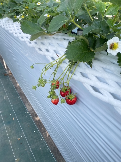 明日出勤するよ!