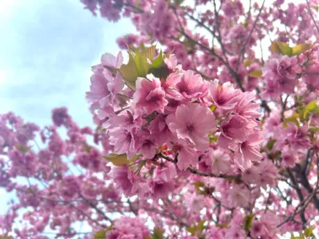 みなみ奥様メモリアル