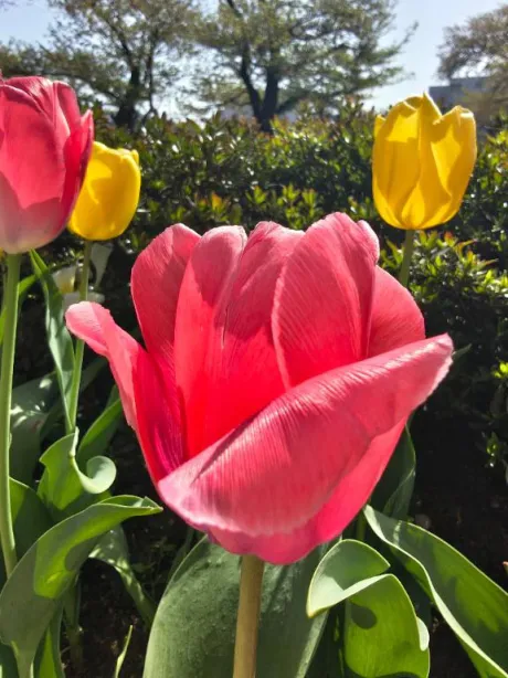 お知らせ/後藤(ごとう)