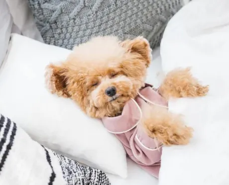 かすみ宮城仙南ちゃんこ