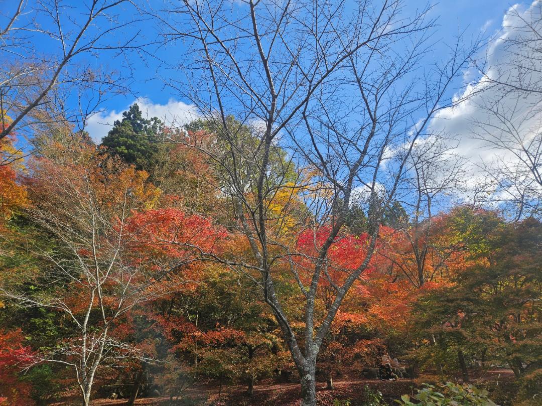 紅葉🍁