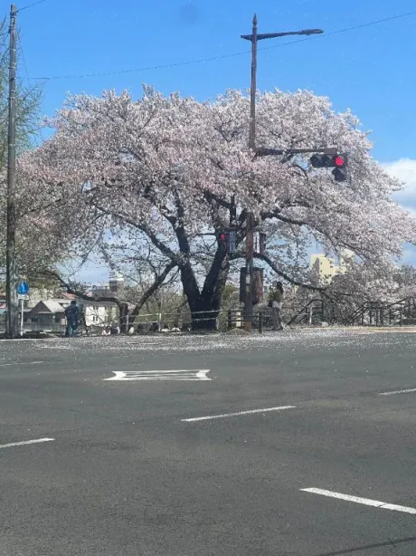 ゆかり宮城仙南ちゃんこ