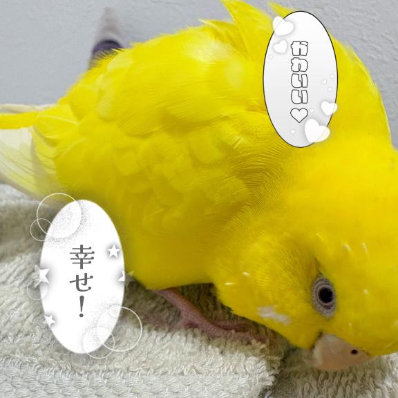 優しいんです🥺💕/しおり