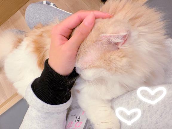 急遽お休みです(´・ω・`)💦