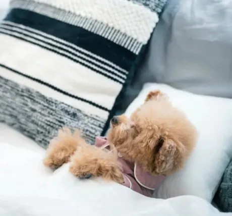 かすみ宮城仙南ちゃんこ