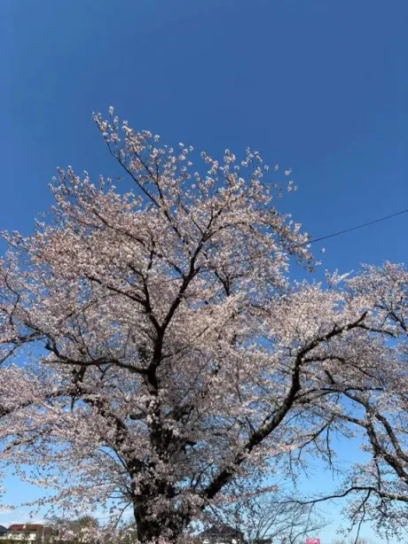 透明人間(笑)/春日みさき