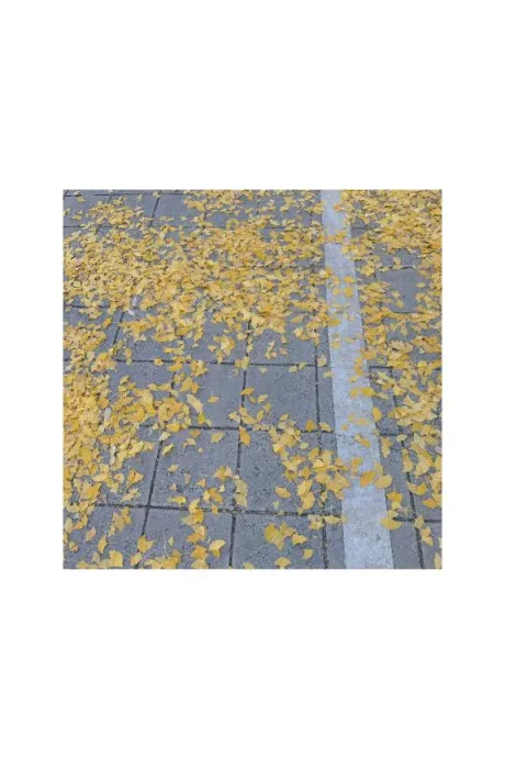🍁🍂🎃🍁🍄🌰/うみ