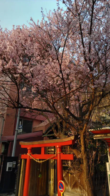 えりな　奥様SUTEKIな奥様は好きですか？