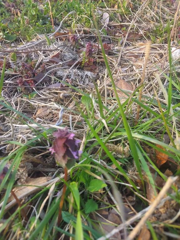 ミナミ人妻生レンタルーNTRー