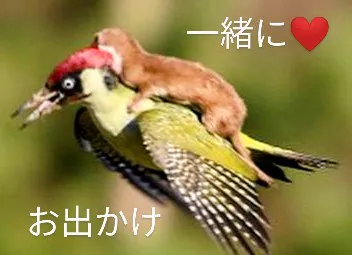 つばき【青森】嗚呼45歳以上 青森店