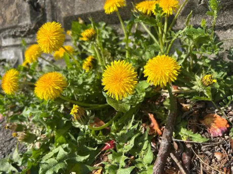 みなみ奥様メモリアル