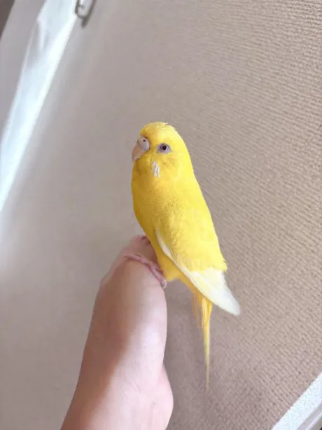 おはよーん/しおり