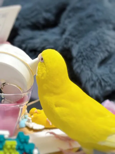 可愛い💕/しおり