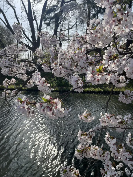 寝る準備完了！/もえ【青森大釈迦】