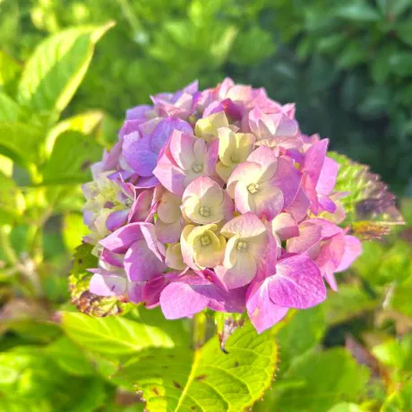 季節のお花💓/みなみ
