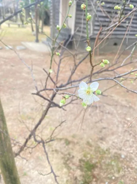 栞花(かんな)グランドオペラ福岡