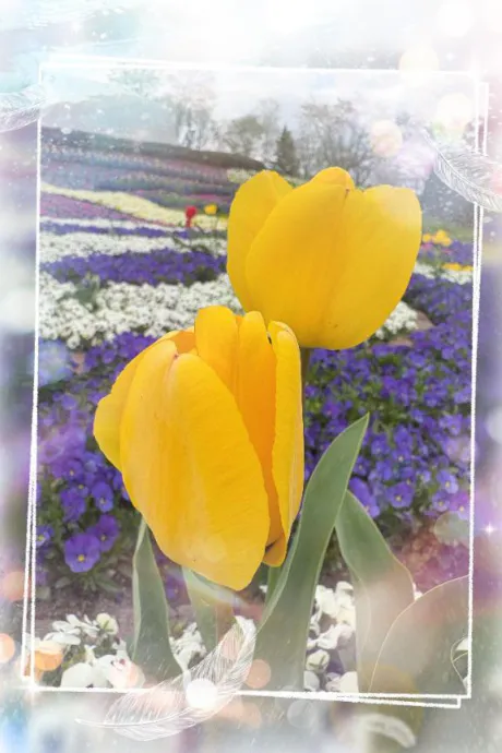 今起きた(¯꒳​¯)ᐝ/しおり