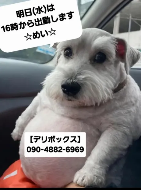 めい (魅惑のEカップ、パイパン嬢)デリボックス