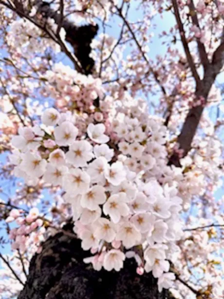 新人ありささん【業界初/青森】MIMOSA