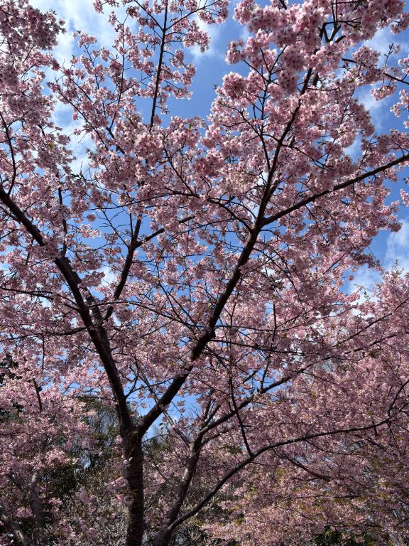 体験　ねね　奥様SUTEKIな奥様は好きですか？