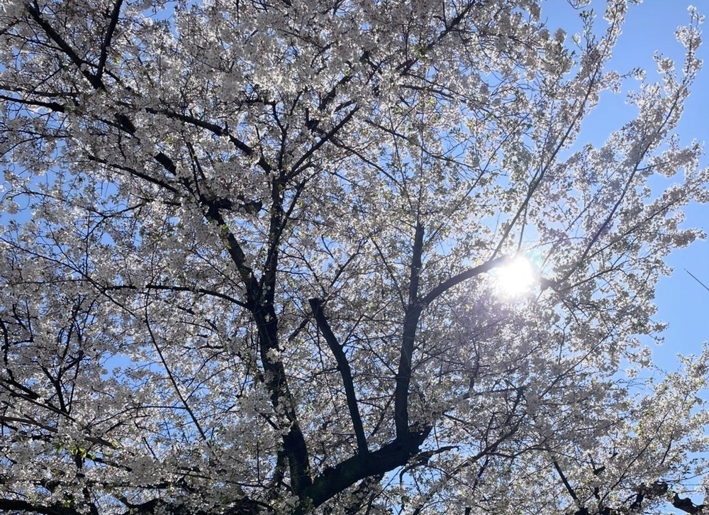 04/05 15:20みさと