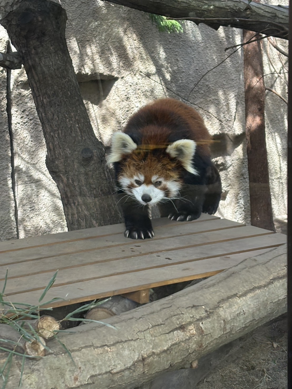 【体験入店】のんMA CHERIE（マ シェリ）