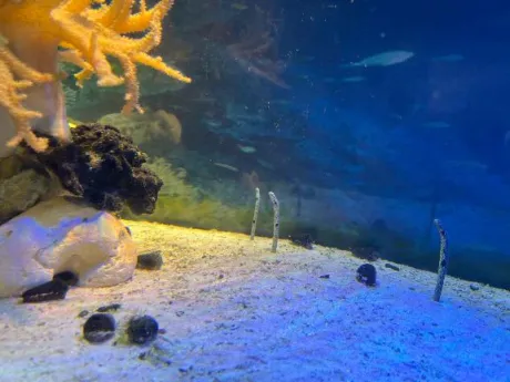 愛海-あいみ-人妻倶楽部　花椿盛岡店