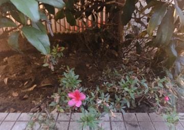Hさんありがとう