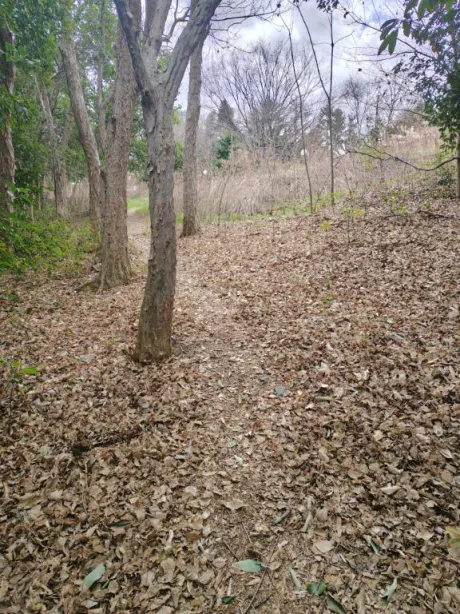 ひつじ奥様メモリアル