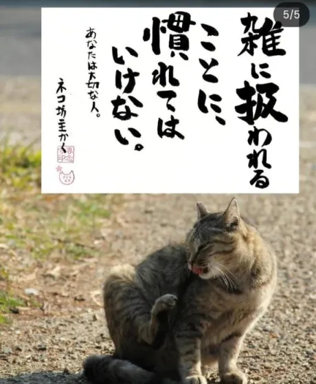 毎日🌸/シオン