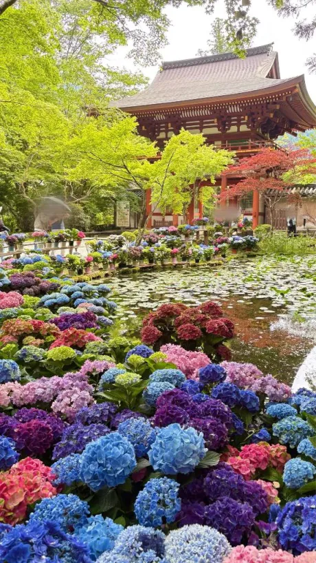 紫陽花の季節❤️/小町-こまち-