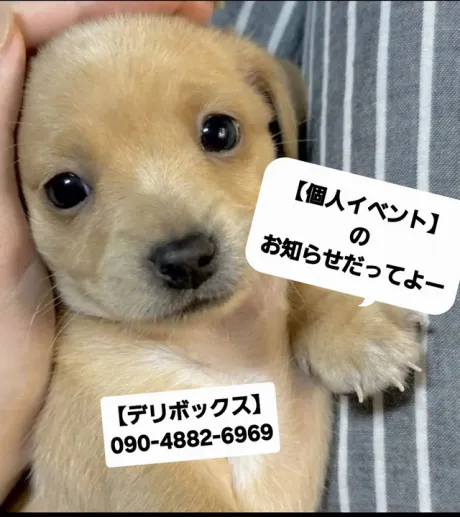 めい (魅惑のEカップ、パイパン嬢)デリボックス