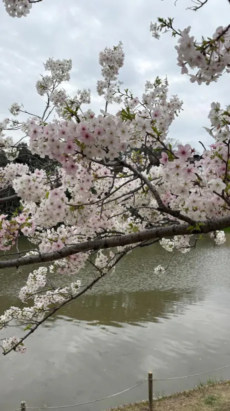 桜(さくら)のブログ おはようございます☀️