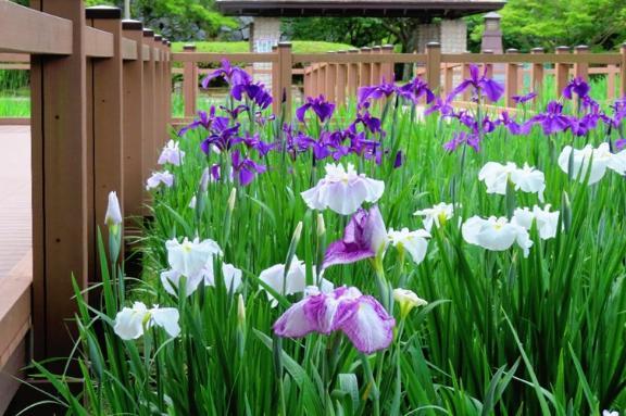 菖蒲華