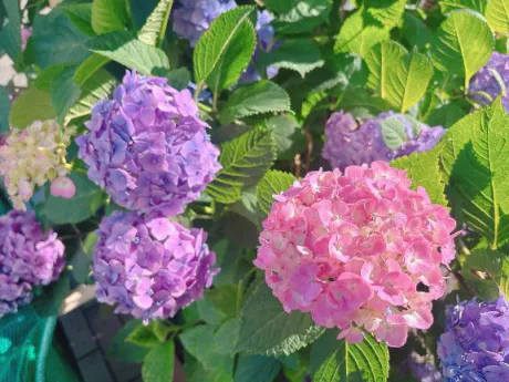 かや奥様メモリアル
