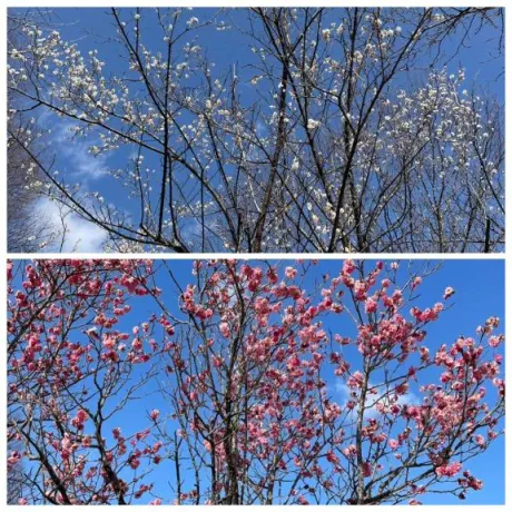 梅の花/シオン
