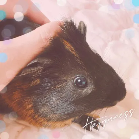 チェルシー🐹💓