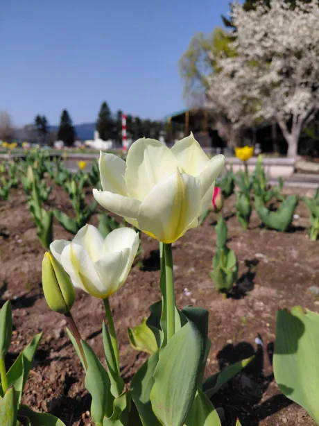 ありさを覚えてね 😺/新人ありささん【業界初/青森】