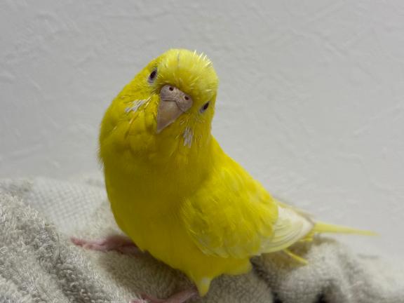 はい、かわいー/しおり