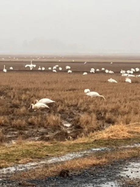 きょうか 奥様仙台人妻セレブリティー