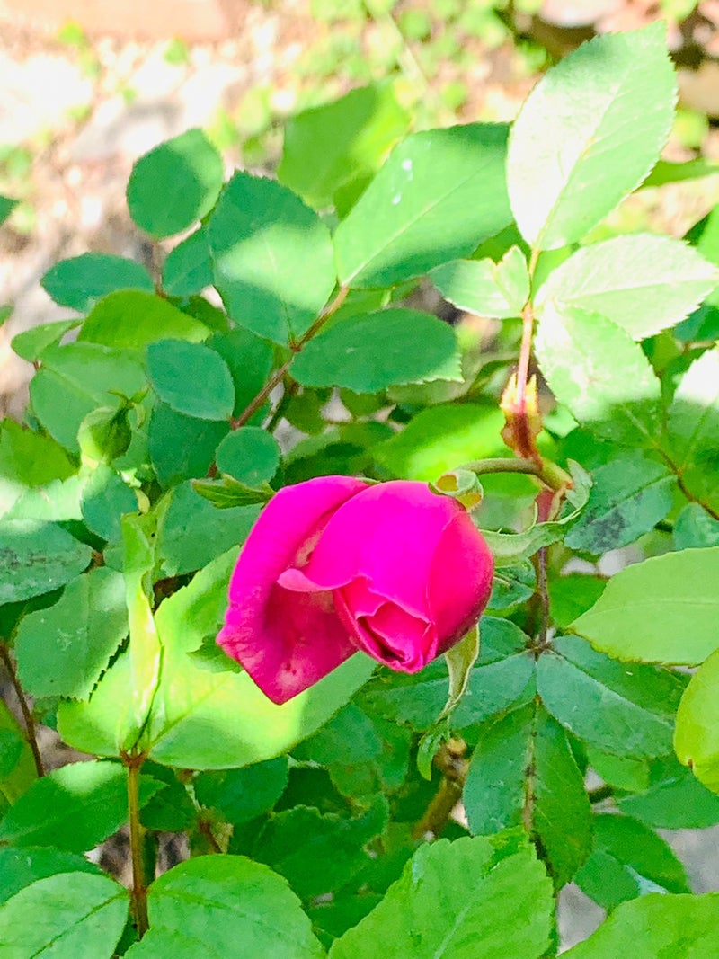 ことみのブログ 卯月。。。