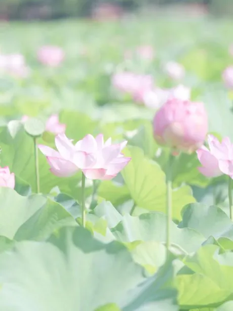 蓮始開/恵梨(えり)