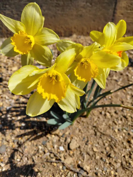 新人ありささん【業界初/青森】MIMOSA