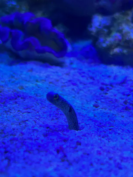 水族館/体験・ゆみか(美人妻）