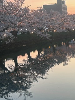 桜まつりのデート