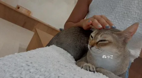 ぬこかふぇ/ななみ　奥様