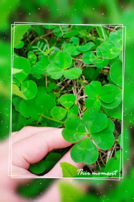 おすそわけ(*´ω`p🍀q/杉原（すぎはら）