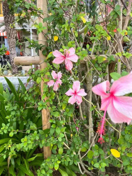 小鳥-ことり-のブログ おはようございます