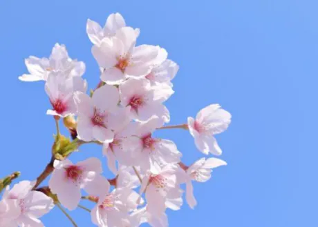 ニコセレブガーデン