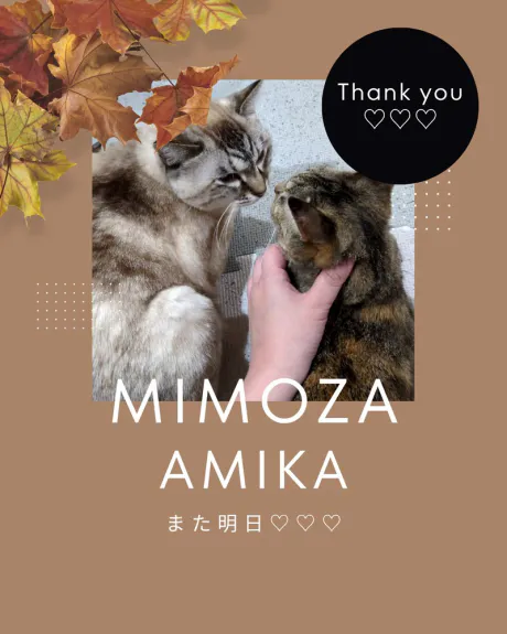 あみかさん[青森]MIMOSA
